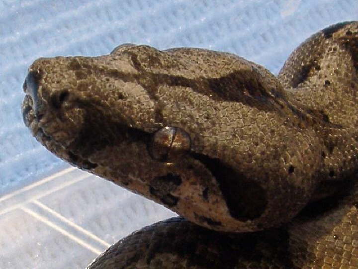Sonora Boa