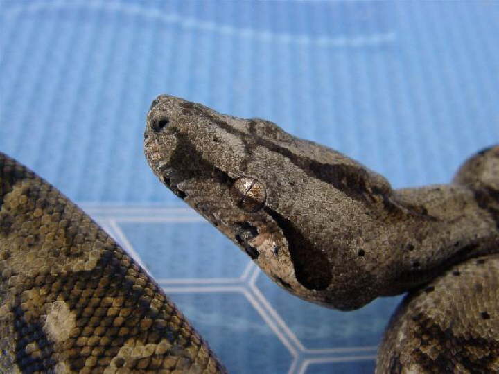 Sonora Boa