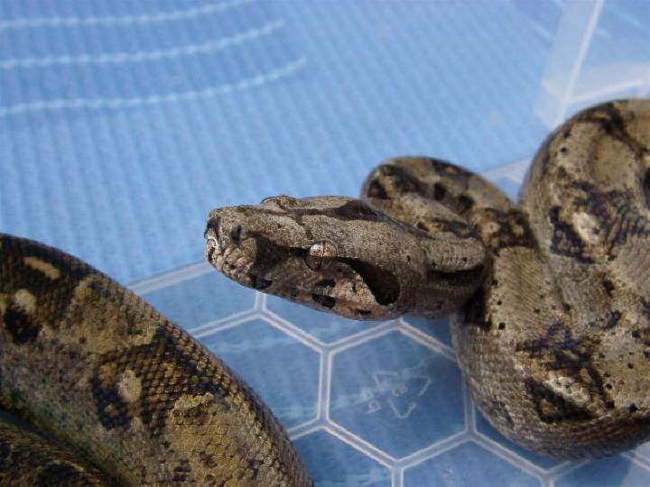 Sonora Boa