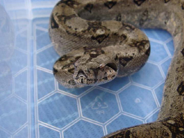 Sonora Boa