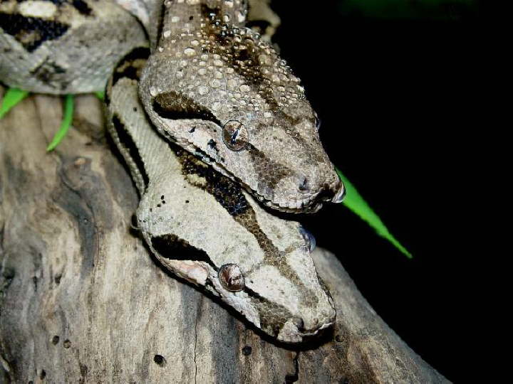 Sonora Boa