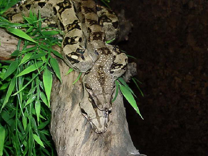 Sonora Boa