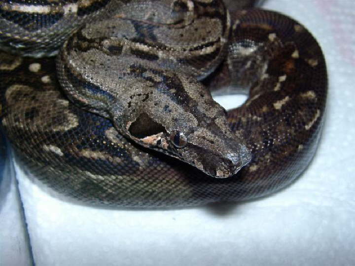 Sonora Boa