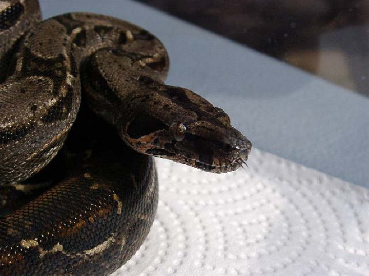 Sonora Boa