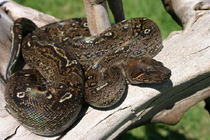 Leopardboa Ocellen