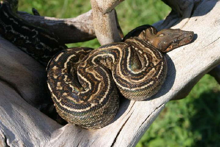 Leopardboa Streifen